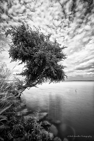 Lake Ray Hubbard Tree_2