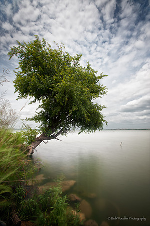 Lake Ray Hubbard Tree_1